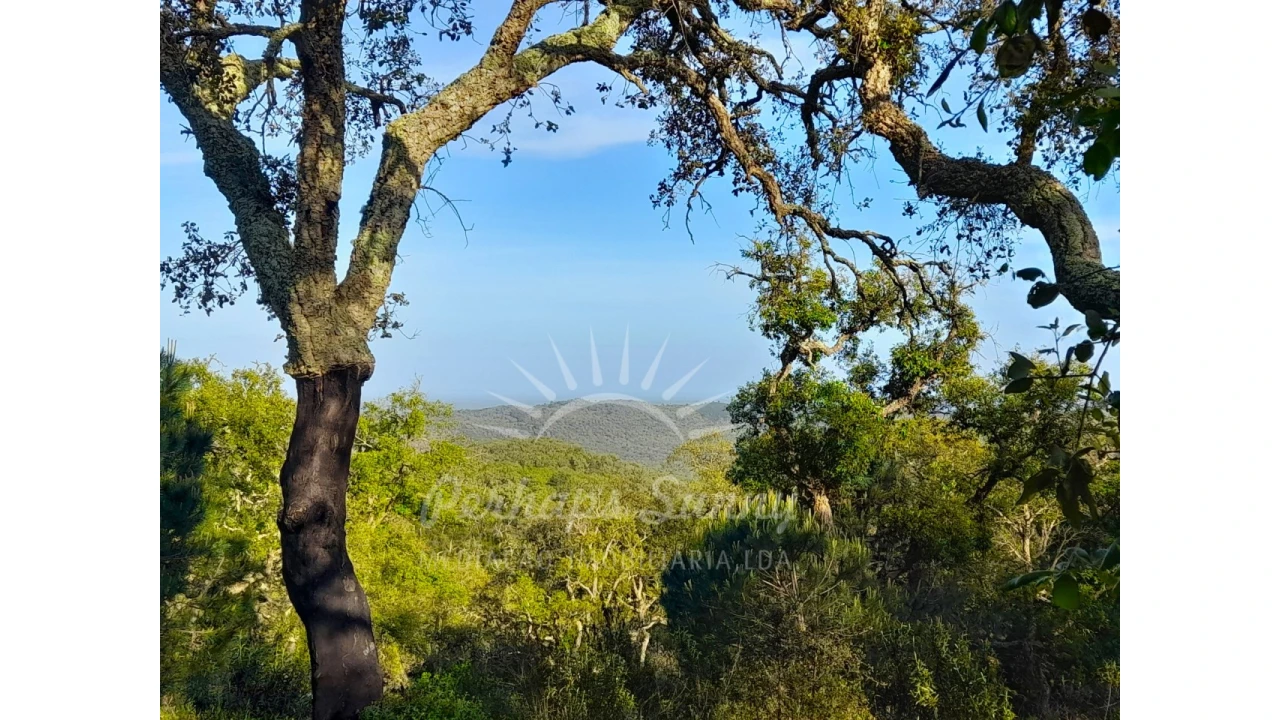 Terreno Agricola ou Rústico para Venda em Grândola e Santa Margarida da Serra Foto 13