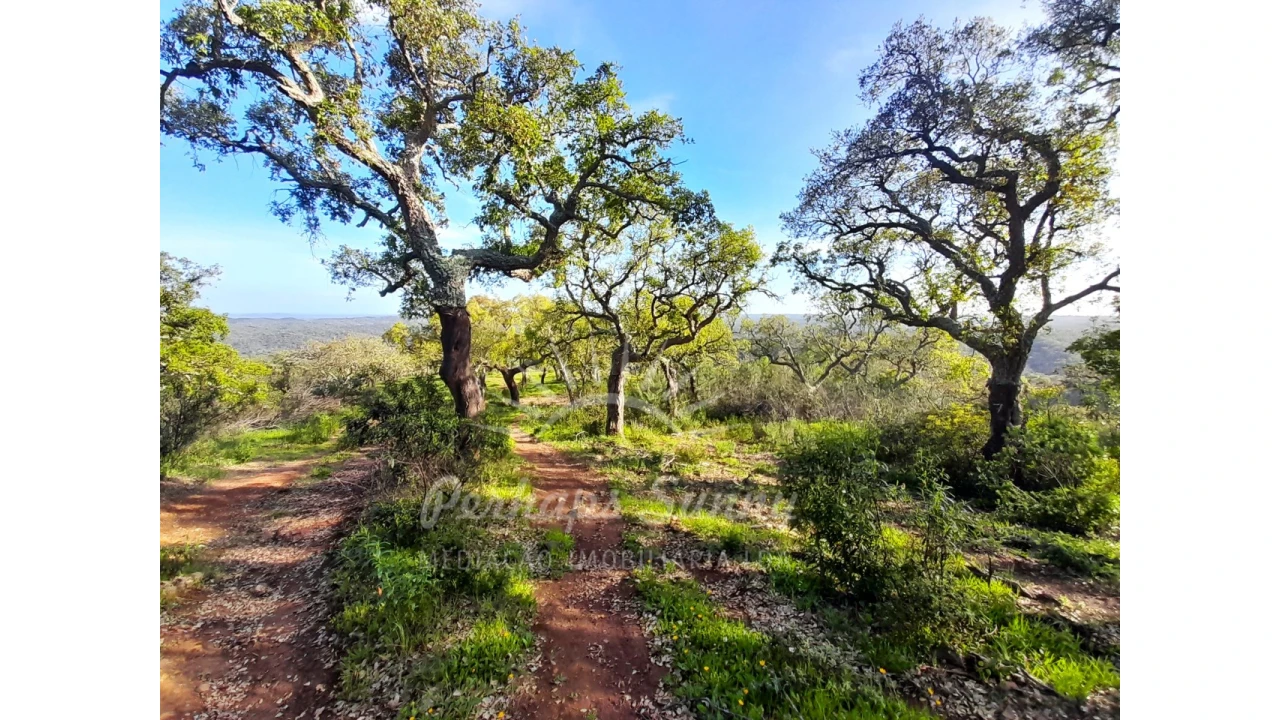 Terreno Agricola ou Rústico para Venda em Grândola e Santa Margarida da Serra Foto 14