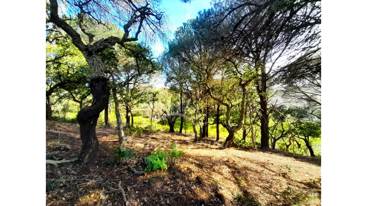 Terreno Agricola ou Rústico para Venda em Grândola e Santa Margarida da Serra Foto 18