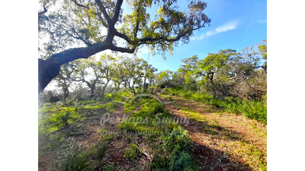 Terreno Agricola ou Rústico para Venda em Grândola e Santa Margarida da Serra Foto 19