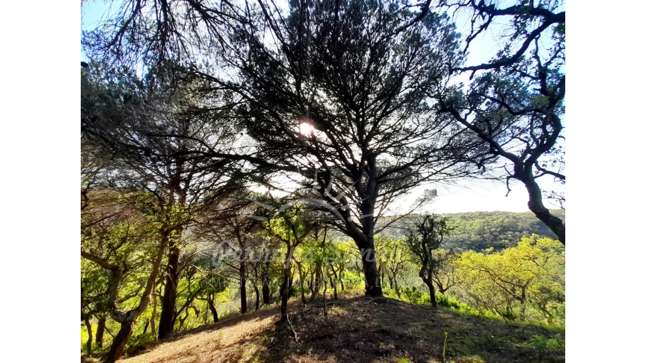 Terreno Agricola ou Rústico para Venda em Grândola e Santa Margarida da Serra Foto 21