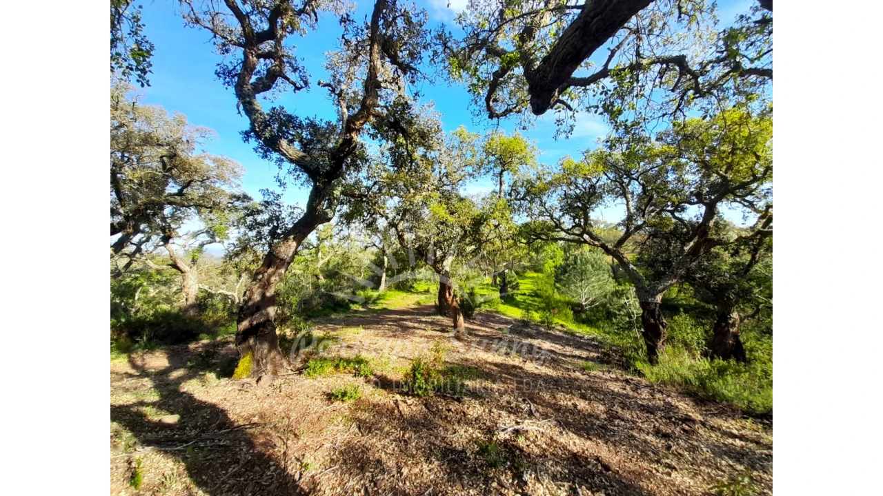 Terreno Agricola ou Rústico para Venda em Grândola e Santa Margarida da Serra Foto 23
