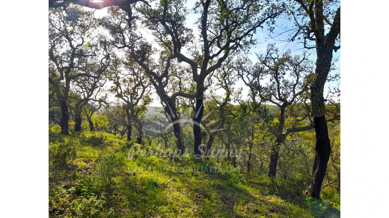 Terreno Agricola ou Rústico para Venda em Grândola e Santa Margarida da Serra Foto 25