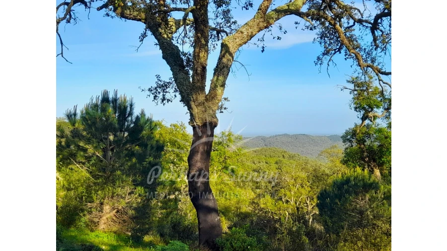 Terreno Agricola ou Rústico para Venda em Grândola e Santa Margarida da Serra Foto 3