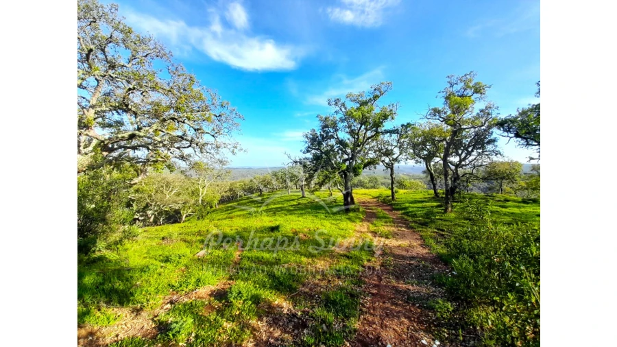 Terreno Agricola ou Rústico para Venda em Grândola e Santa Margarida da Serra