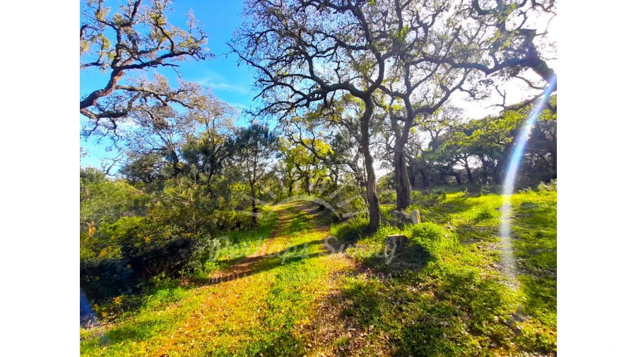 Terreno Agricola ou Rústico para Venda em Grândola e Santa Margarida da Serra Foto 6
