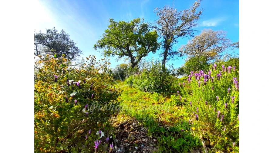 Terreno Agricola ou Rústico para Venda em Grândola e Santa Margarida da Serra Foto 8