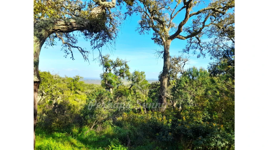 Terreno Agricola ou Rústico para Venda em Grândola e Santa Margarida da Serra Foto 9