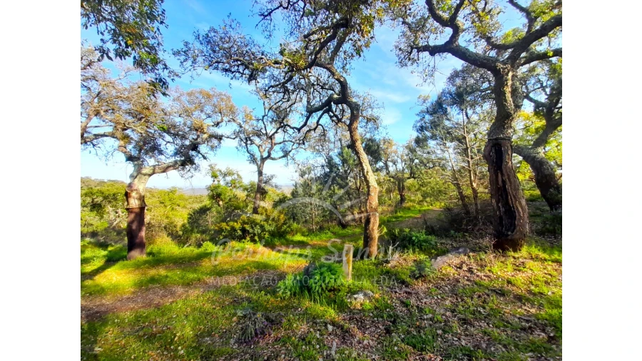 Terreno Agricola ou Rústico para Venda em Grândola e Santa Margarida da Serra Foto 20