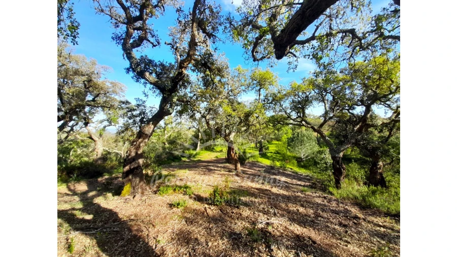 Terreno Agricola ou Rústico para Venda em Grândola e Santa Margarida da Serra Foto 23