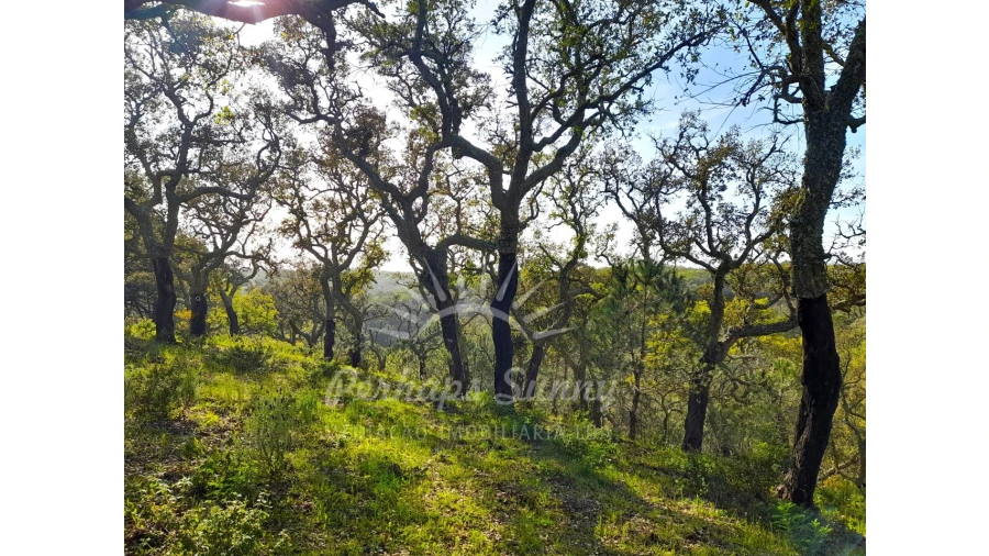 Terreno Agricola ou Rústico para Venda em Grândola e Santa Margarida da Serra Foto 25