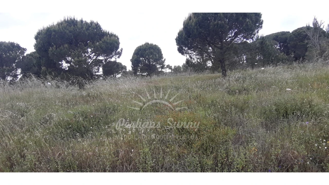 Terreno Agricola ou Rústico para Venda em Melides Foto 5