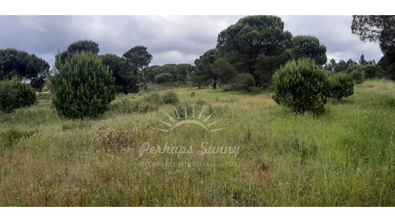 Terreno Agricola ou Rústico para Venda em Melides Foto 9