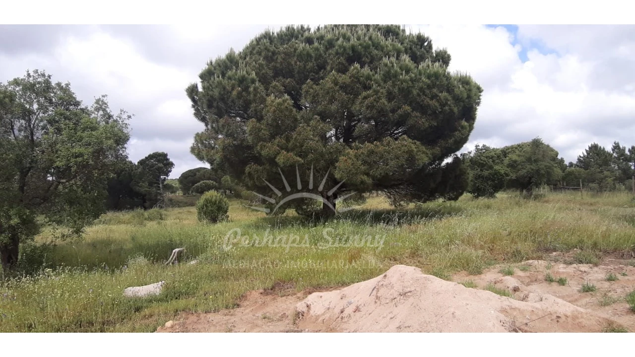 Terreno Agricola ou Rústico para Venda em Melides Foto 10