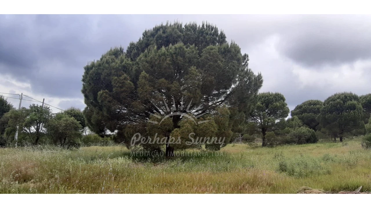 Terreno Agricola ou Rústico para Venda em Melides Foto 1