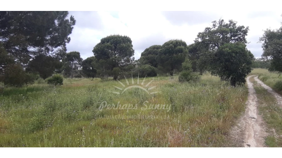 Terreno Agricola ou Rústico para Venda em Melides Foto 3
