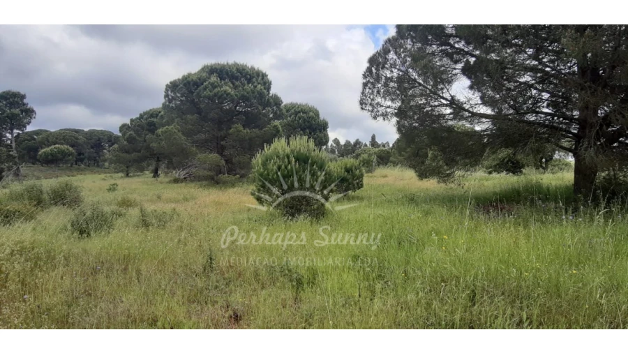 Terreno Agricola ou Rústico para Venda em Melides Foto 8