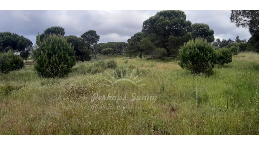 Terreno Agricola ou Rústico para Venda em Melides Foto 9