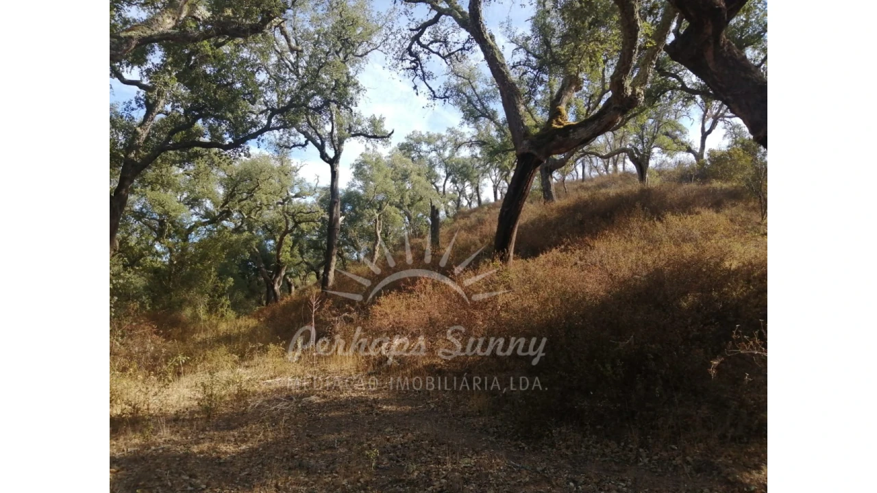 Terreno Agricola ou Rústico para Venda em Grândola e Santa Margarida da Serra Foto 3