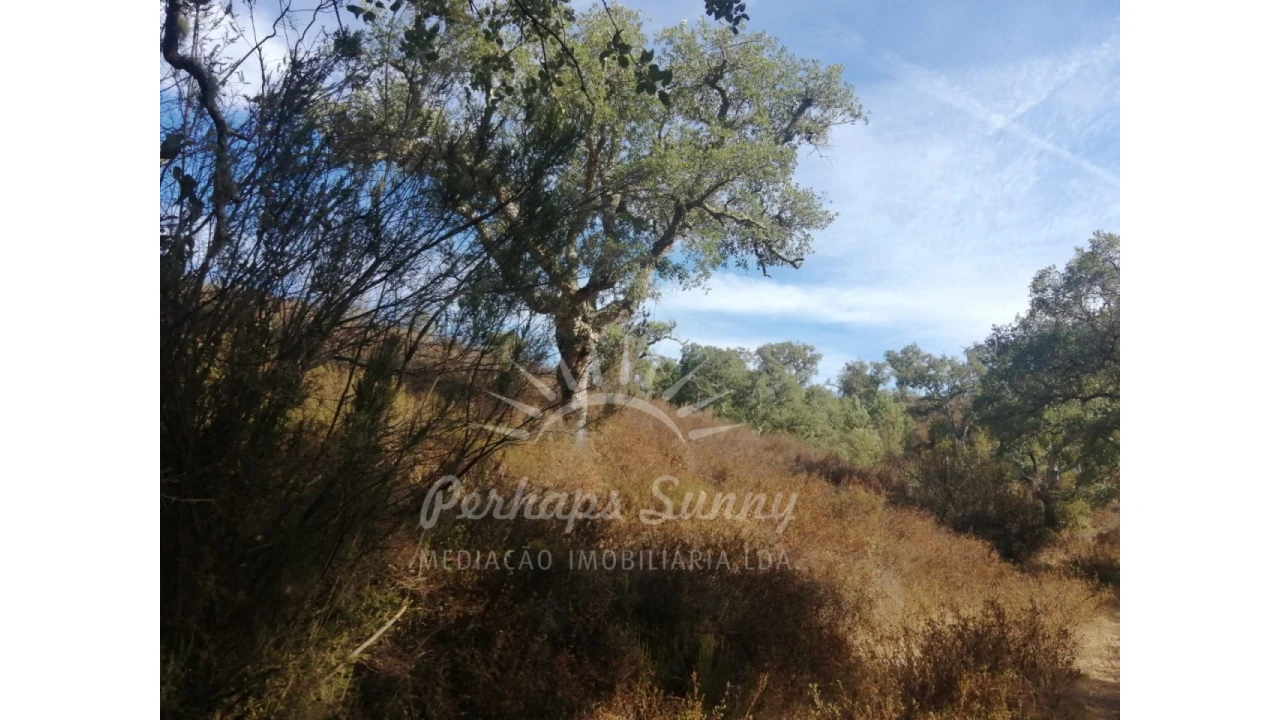 Terreno Agricola ou Rústico para Venda em Grândola e Santa Margarida da Serra Foto 2