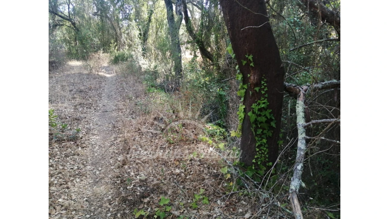 Terreno Agricola ou Rústico para Venda em Grândola e Santa Margarida da Serra Foto 1