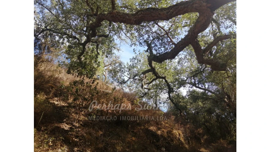Terreno Agricola ou Rústico para Venda em Grândola e Santa Margarida da Serra Foto 4