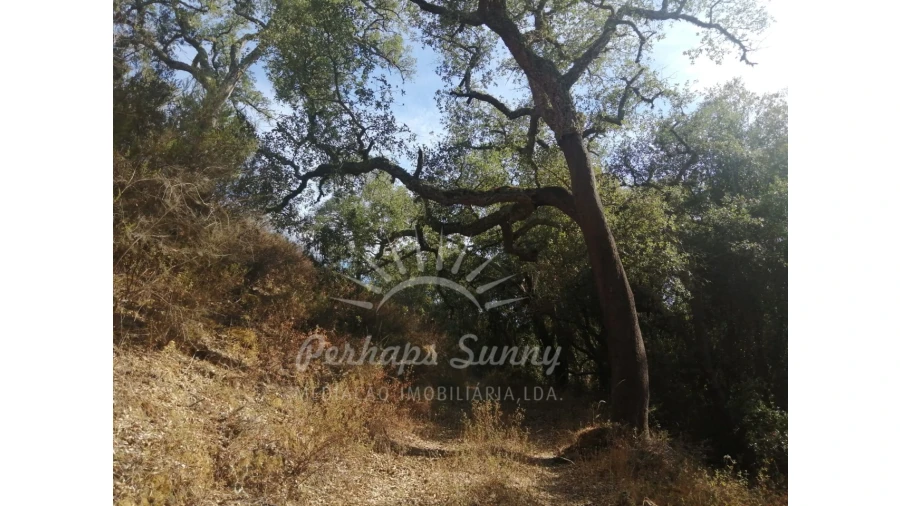 Terreno Agricola ou Rústico para Venda em Grândola e Santa Margarida da Serra Foto 10