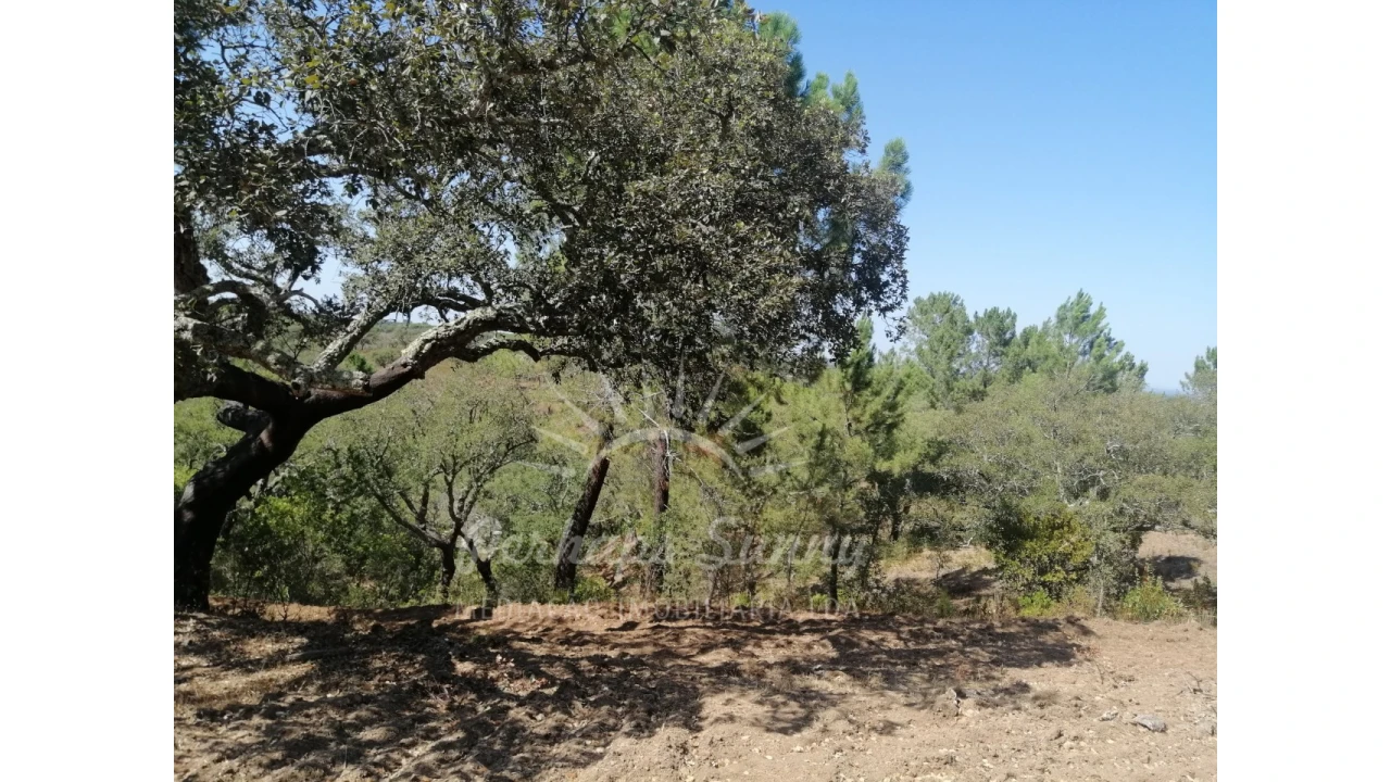 Terreno Agricola ou Rústico para Venda em Grândola e Santa Margarida da Serra Foto 3