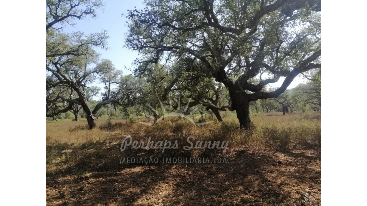 Terreno Agricola ou Rústico para Venda em Grândola e Santa Margarida da Serra Foto 7