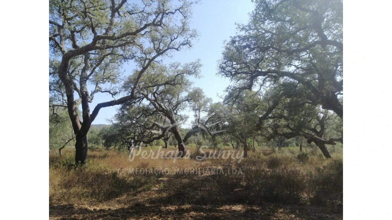 Terreno Agricola ou Rústico para Venda em Grândola e Santa Margarida da Serra Foto 8