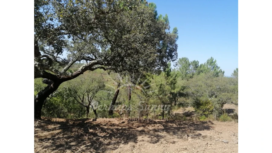 Terreno Agricola ou Rústico para Venda em Grândola e Santa Margarida da Serra Foto 3