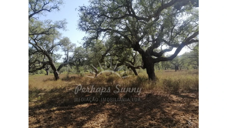 Terreno Agricola ou Rústico para Venda em Grândola e Santa Margarida da Serra Foto 7