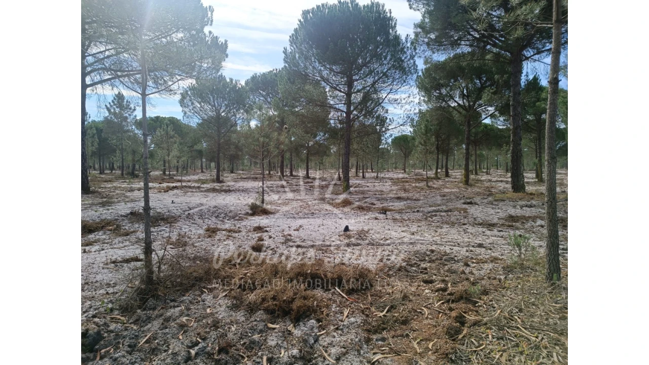 Terreno Agricola ou Rústico para Venda em Grândola e Santa Margarida da Serra Foto 15