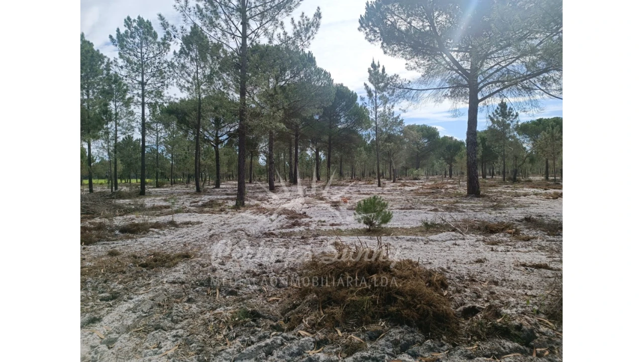 Terreno Agricola ou Rústico para Venda em Grândola e Santa Margarida da Serra Foto 19