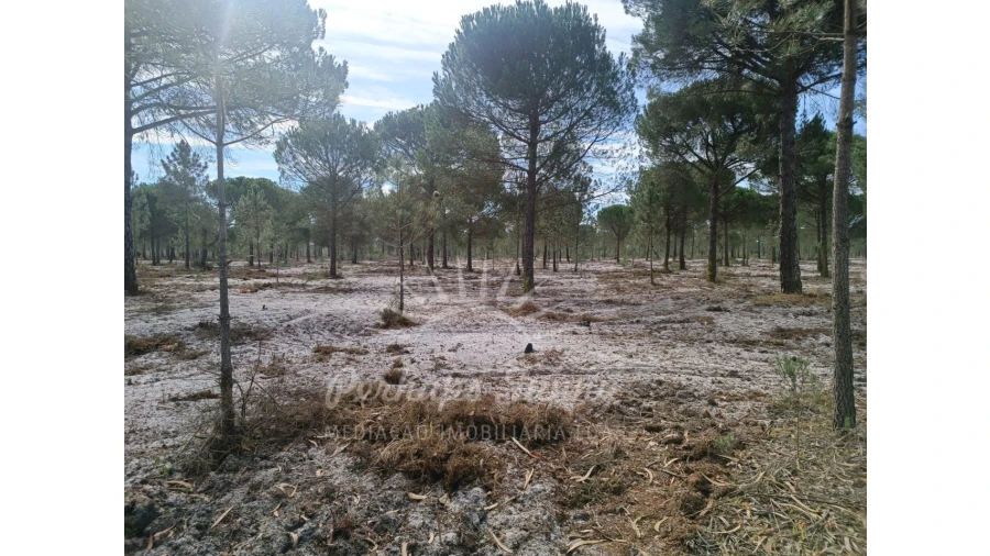 Terreno Agricola ou Rústico para Venda em Grândola e Santa Margarida da Serra Foto 15