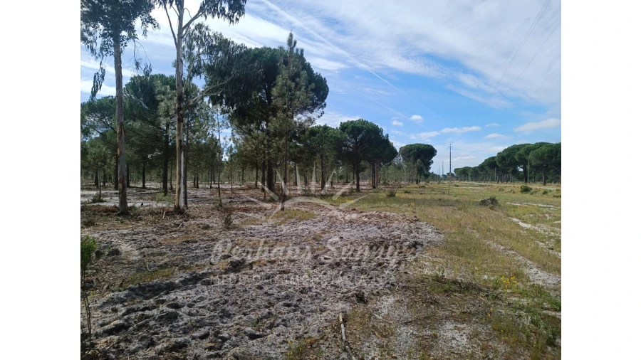 Terreno Agricola ou Rústico para Venda em Grândola e Santa Margarida da Serra Foto 3