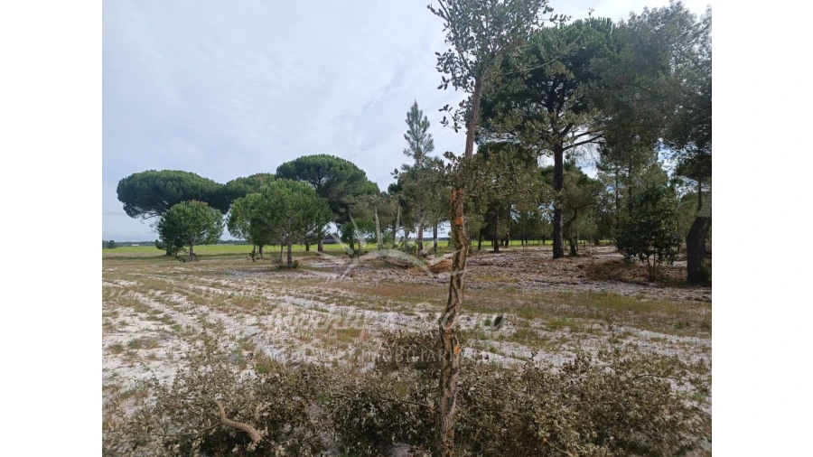 Terreno Agricola ou Rústico para Venda em Grândola e Santa Margarida da Serra Foto 17
