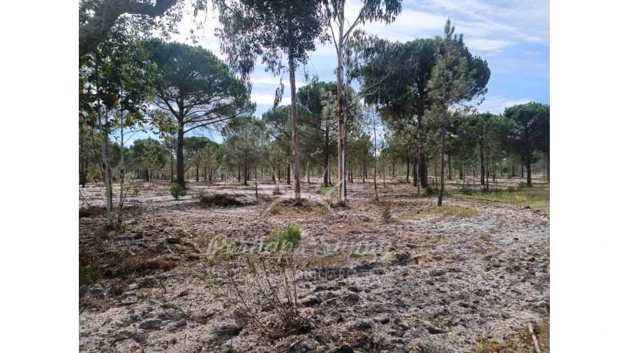 Terreno Agricola ou Rústico para Venda em Grândola e Santa Margarida da Serra Foto 18