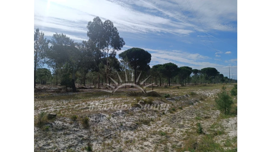 Terreno Agricola ou Rústico para Venda em Grândola e Santa Margarida da Serra Foto 4