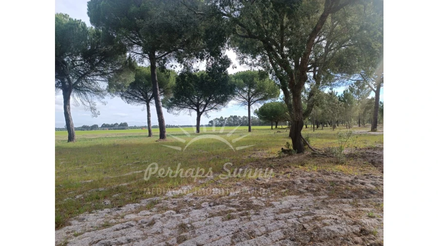 Terreno Agricola ou Rústico para Venda em Grândola e Santa Margarida da Serra Foto 2