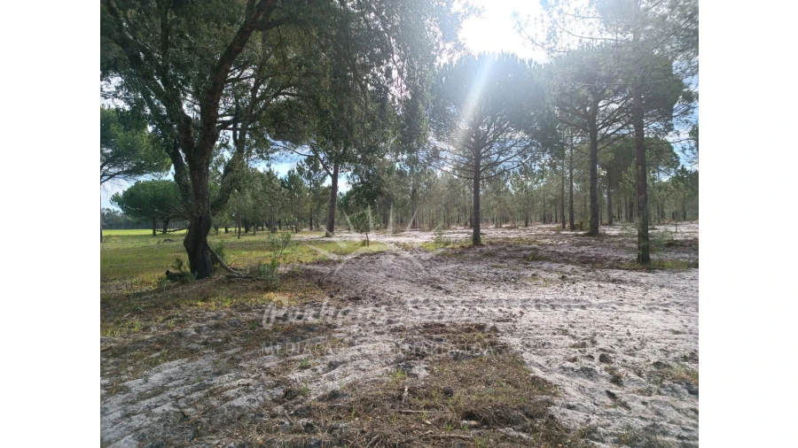 Terreno Agricola ou Rústico para Venda em Grândola e Santa Margarida da Serra Foto 23