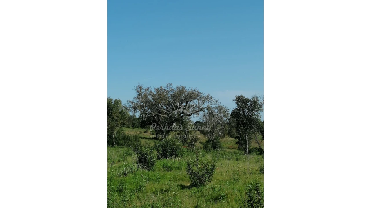 Terreno Agricola ou Rústico para Venda em Melides Foto 8