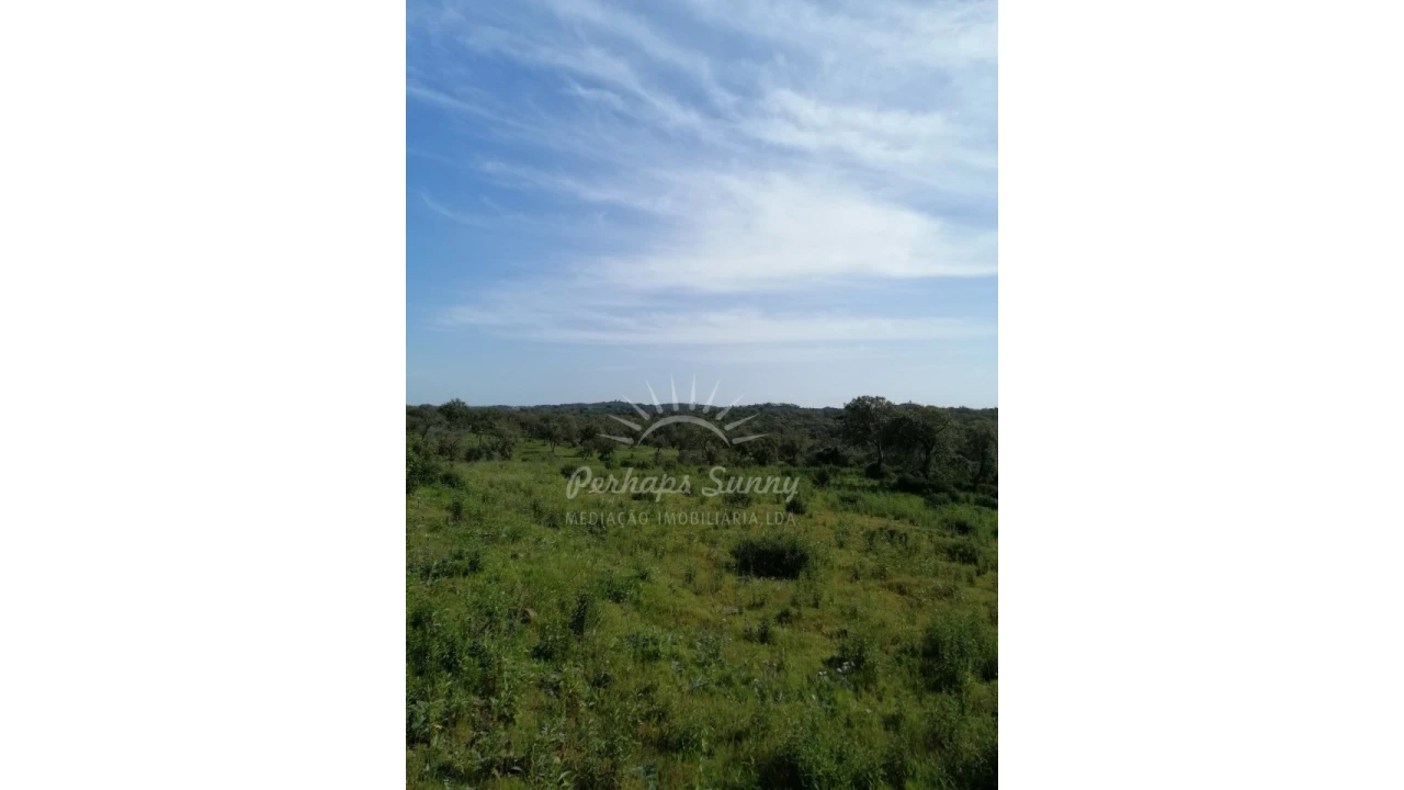 Terreno Agricola ou Rústico para Venda em Melides Foto 11