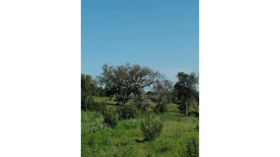 Terreno Agricola ou Rústico para Venda em Melides Foto 8
