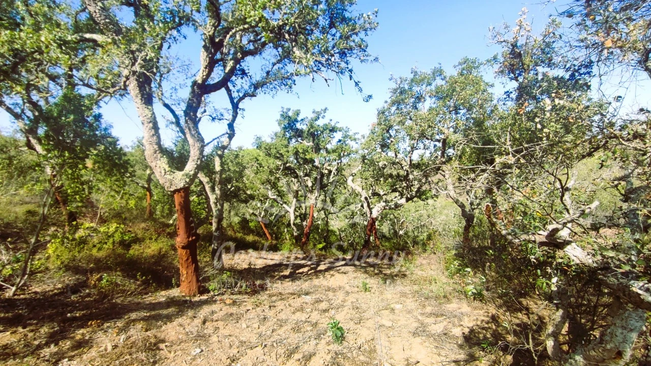 Terreno Agricola ou Rústico para Venda em São Francisco da Serra Foto 3
