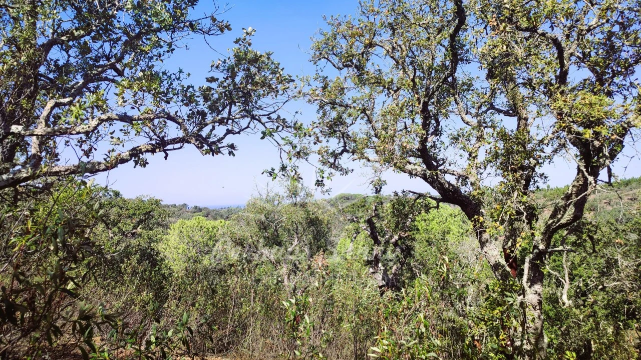 Terreno Agricola ou Rústico para Venda em São Francisco da Serra Foto 6