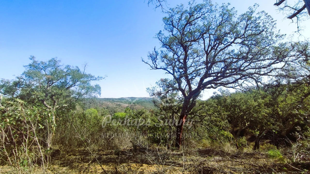 Terreno Agricola ou Rústico para Venda em São Francisco da Serra Foto 8