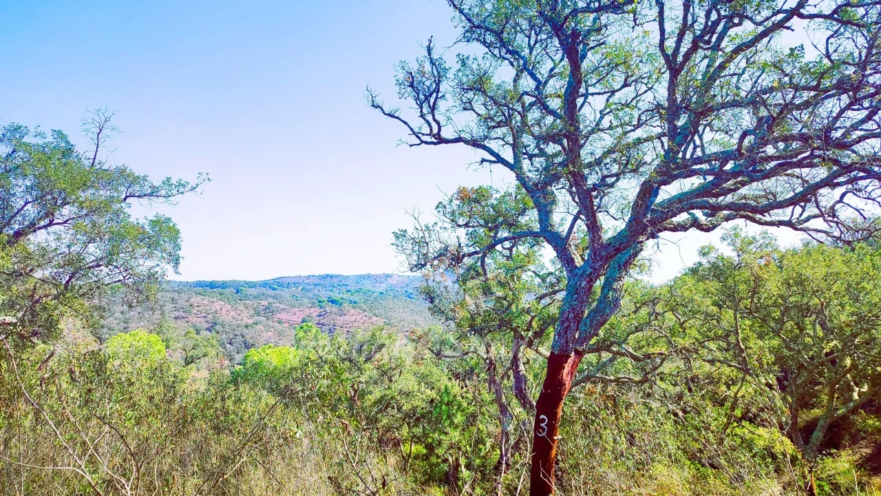 Terreno Agricola ou Rústico para Venda em São Francisco da Serra Foto 12