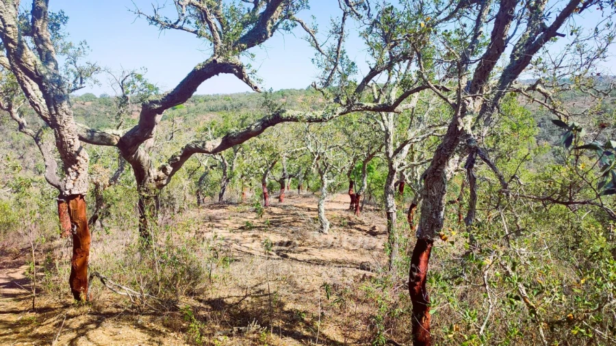 Terreno Agricola ou Rústico para Venda em São Francisco da Serra Foto 5