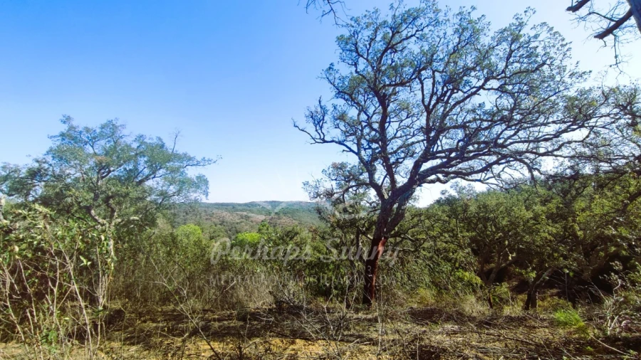 Terreno Agricola ou Rústico para Venda em São Francisco da Serra Foto 8